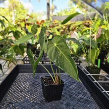 Load image into Gallery viewer, Anthurium Angamarcanum , Exact Plant Ships Nationwide
