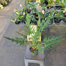 Load image into Gallery viewer, Philodendron Orchid Jungle, Exact Plant Ships Nationwide
