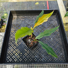 Load image into Gallery viewer, Philodendron Pluto Caramel Marble, Exact Plant 4&quot; Ships Nationwide
