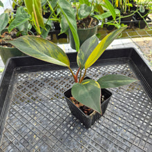 Load image into Gallery viewer, Philodendron Red Congo, Exact Plant Variegated Ships Nationwide
