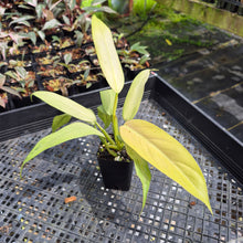 Load image into Gallery viewer, Philodendron Whipple Way Variegated exact plant, Fedex 2day*

