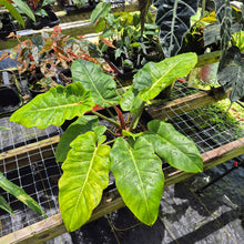 Load image into Gallery viewer, Philodendron Jungle Fever Mint, Exact Plant Variegated Ships Nationwide

