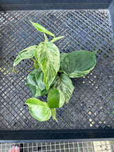 Load image into Gallery viewer, Philodendron Hederaceum, Heart Leaf, Variegated multi pot Ships Nationwide
