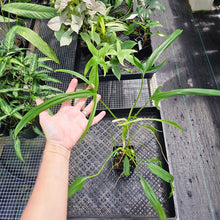 Load image into Gallery viewer, Philodendron Holtonianum, Exact Plant Ships Nationwide
