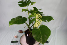 Load image into Gallery viewer, Variegated Monstera Borsigiana Albo, double plant, Exact Plant
