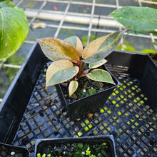 Load image into Gallery viewer, Philodendron Black Cardinal, Exact Plant Variegated
