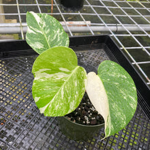 Load image into Gallery viewer, Monstera Borsigiana Albo Deliciosa, Exact Plant Variegated
