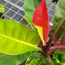 Load image into Gallery viewer, Philodendron Red Moon. not Yellow Flame, Exact Plant Variegated
