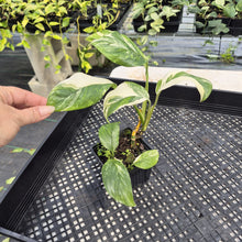 Load image into Gallery viewer, Monstera Lechleriana Variegated exact plant, Fedex 2day*
