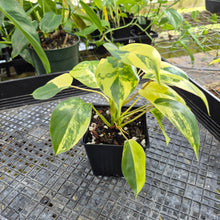 Load image into Gallery viewer, Philodendron Burle Marx, Exact Plant Variegated Ships Nationwide
