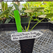 Load image into Gallery viewer, Alocasia dragon scale albo Exact Plant Ships Nationwide
