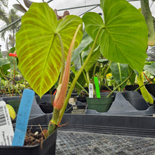 Load image into Gallery viewer, Philodendron Verrucosum Pseudoverrucosum Croat , Exact Plant Ships Nationwide
