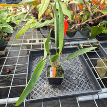 Load image into Gallery viewer, Anthurium Scherzerianum &quot;Pig Tail&quot;, Exact Plant Ships Nationwide
