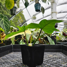 Load image into Gallery viewer, Philodendron Golden Dragon, Exact Plant Variegated Multi top plant

