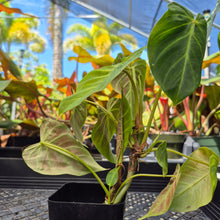 Load image into Gallery viewer, Philodendron Verrucosum Melon, Exact Plant Ships Nationwide
