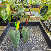 Load image into Gallery viewer, Philodendron Dark Lord, Exact Plant Ships Nationwide
