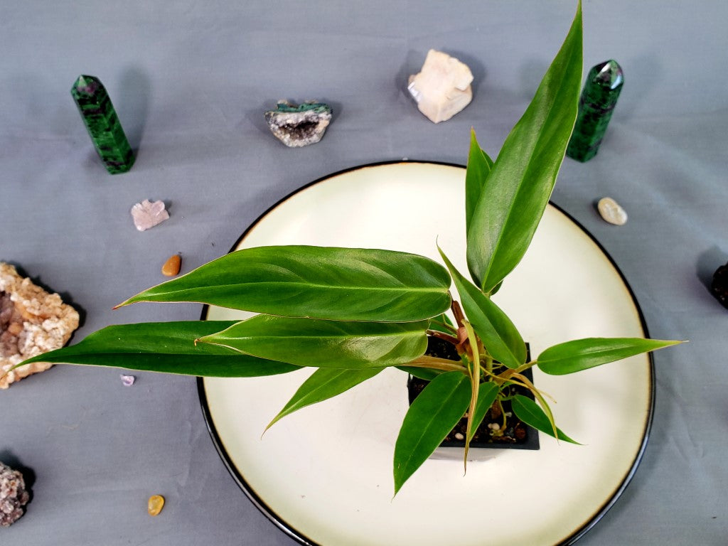 Philodendron Mexicanum 2.5