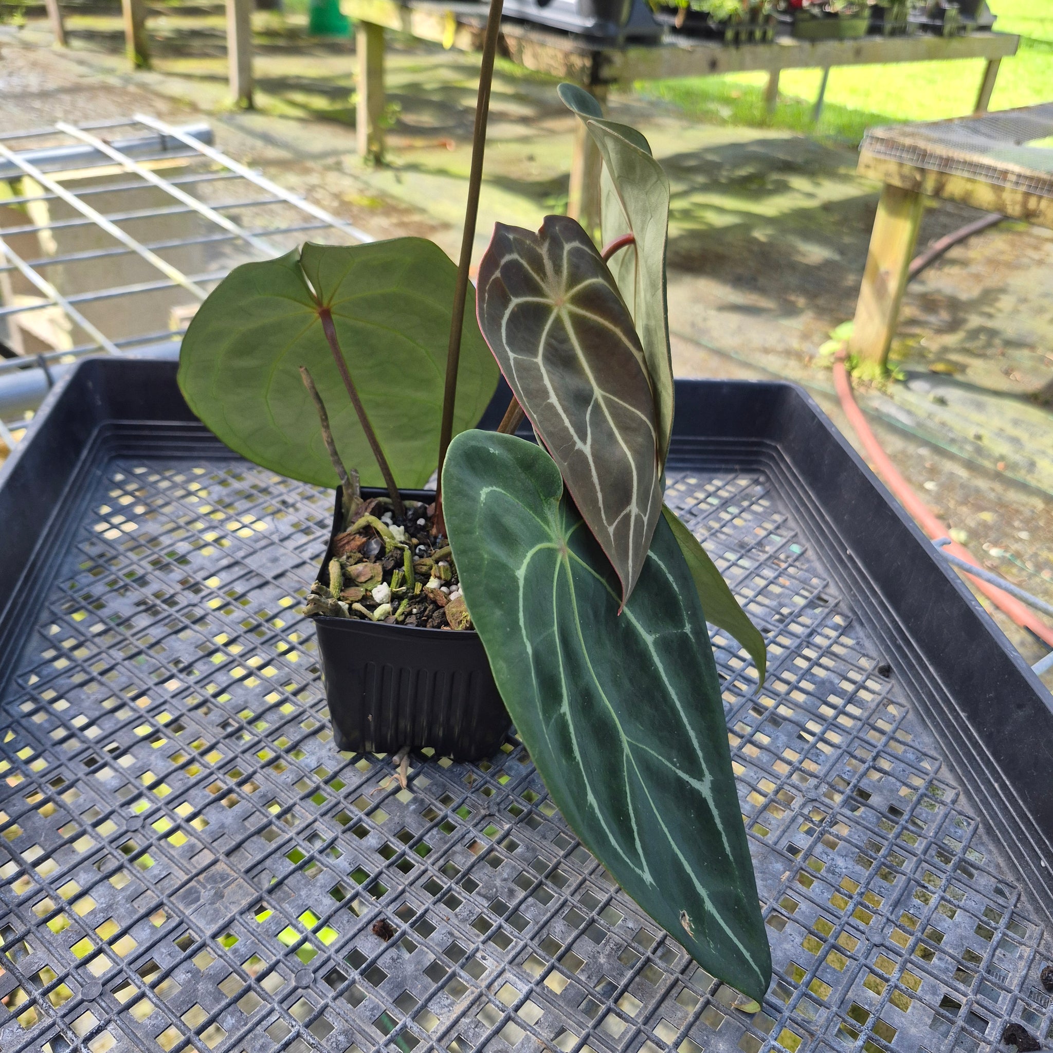 Anthurium Besseae AFF x Forgettii White Stripe, Exact Plant – Canopy Gems