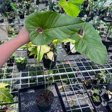Load image into Gallery viewer, Anthurium Decipiens, Exact Plant
