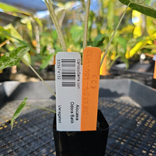 Load image into Gallery viewer, Alocasia Odora Batik, Exact Plant Variegated Ships Nationwide
