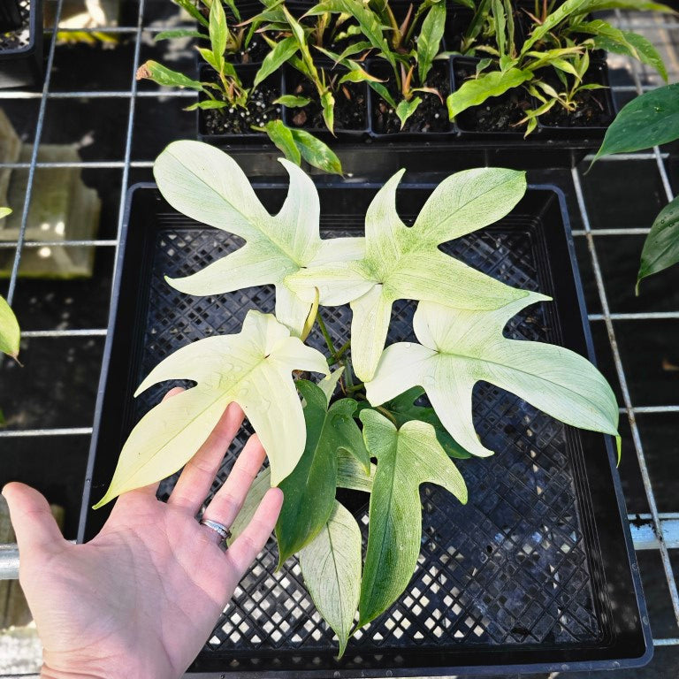 Philodendron Florida Ghost, Exact Plant 4