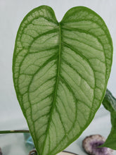 Load image into Gallery viewer, Siltepecana El Salvadore, exact plant, Monstera, ships nationwide
