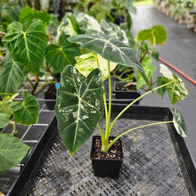 Load image into Gallery viewer, Alocasia Frydek, Exact Plant Variegated Ships Nationwide
