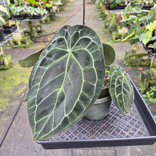 Load image into Gallery viewer, Anthurium Doc Block (Red Crystallinum) x Kunayalense exact plant, Fedex 2day*

