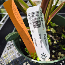 Load image into Gallery viewer, Philodendron White Princess Variegated exact plant, Fedex 2day*

