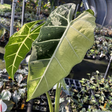 Load image into Gallery viewer, Alocasia Frydek Variegated exact plant, Fedex 2day
