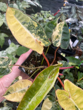 Load image into Gallery viewer, Philodendron Billietiae variegated 4" pot 2DayAir*
