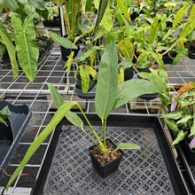 Load image into Gallery viewer, Anthurium Spectabile, Exact Plant Ships Nationwide
