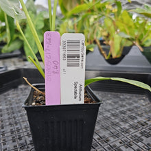Load image into Gallery viewer, Anthurium Spectabile, Exact Plant Ships Nationwide
