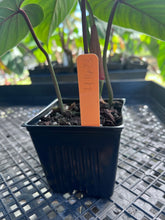 Load image into Gallery viewer, Philodendron Sodiroi True Form, Exact Plant Ships Nationwide
