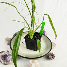 Load image into Gallery viewer, Philodendron Holtonianum, Exact Plant Ships Nationwide
