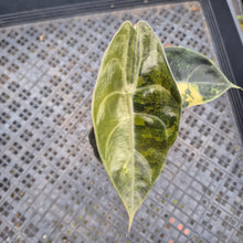 Load image into Gallery viewer, Alocasia Sedenii Aurea Variegated exact plant, Fedex 2day*
