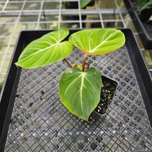 Load image into Gallery viewer, Philodendron Gloriosum, Pink Veined Back, Exact Plant 2 growth points
