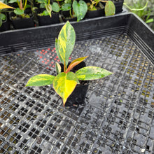 Load image into Gallery viewer, Philodendron Red Congo, Exact Plant Variegated Ships Nationwide
