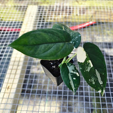 Load image into Gallery viewer, Syngonium Chiapense, Exact Plant Variegated Ships Nationwide
