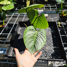 Load image into Gallery viewer, Philodendron Sodiroi True Form, Exact Plant Ships Nationwide
