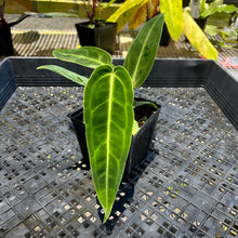 Load image into Gallery viewer, Anthurium Warocqueanum, Queen, Exact Plant Ships Nationwide
