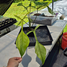 Load image into Gallery viewer, Philodendron Joepii Mint variegated exact plant, Fedex 2day*
