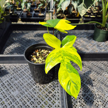 Load image into Gallery viewer, Philodendron Florida Beauty Variegated exact plant, Fedex 2day
