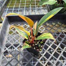 Load image into Gallery viewer, Philodendron Red Congo, Exact Plant Variegated Ships Nationwide
