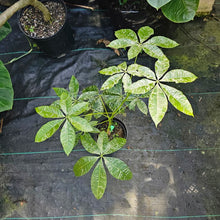 Load image into Gallery viewer, Pachira Aquatica Money Tree, Exact Plant Variegated grafted
