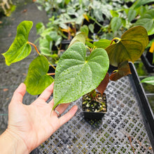 Load image into Gallery viewer, Anthurium Red Beauty, Exact Plant Multi top plant
