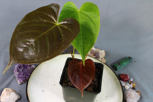 Load image into Gallery viewer, Anthurium Red Beauty Exact Plant
