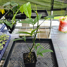Load image into Gallery viewer, Anthurium Pentaphyllum, Exact Plant Ships Nationwide
