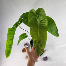 Load image into Gallery viewer, Anthurium Veitchii Narrow Form, Exact Plant x hybrid noid
