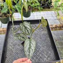 Load image into Gallery viewer, Philodendron Brandtianum, Exact Plant Ships Nationwide
